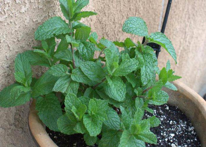 Мята перечная (mentha piperita) — описание растения