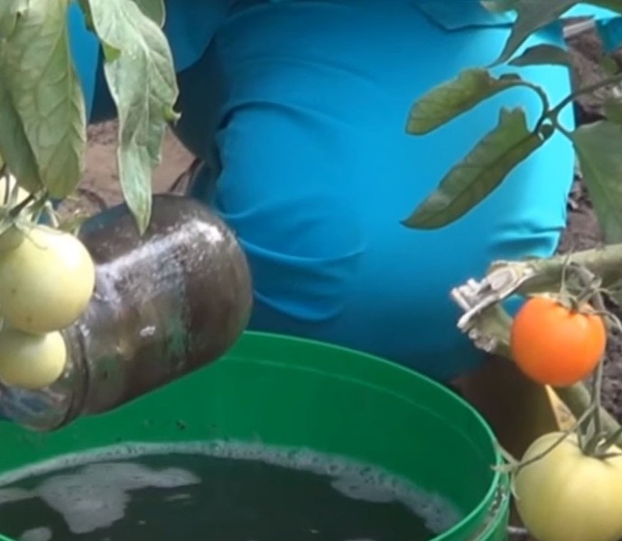 Обработка огурцов марганцовкой: польза, полив, опрыскивание и подкормка