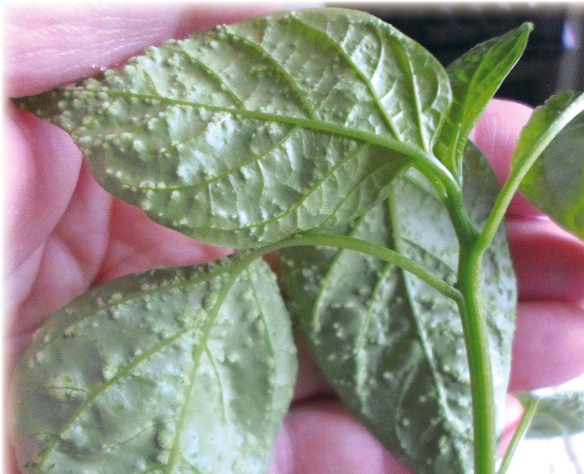 Рассада томатов болезни листьев фото как лечить