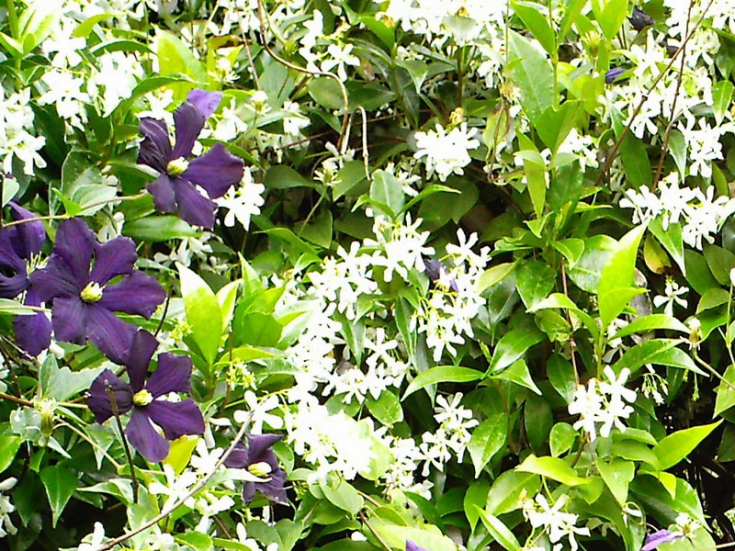 Цветок клематис: фото, описание видов и сортов, видео посадки, ухода и размножение клематисов