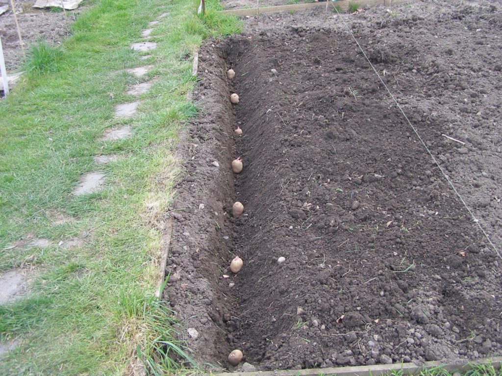 Посадка картофеля: способы, глубина высадки и расстояние между рядами