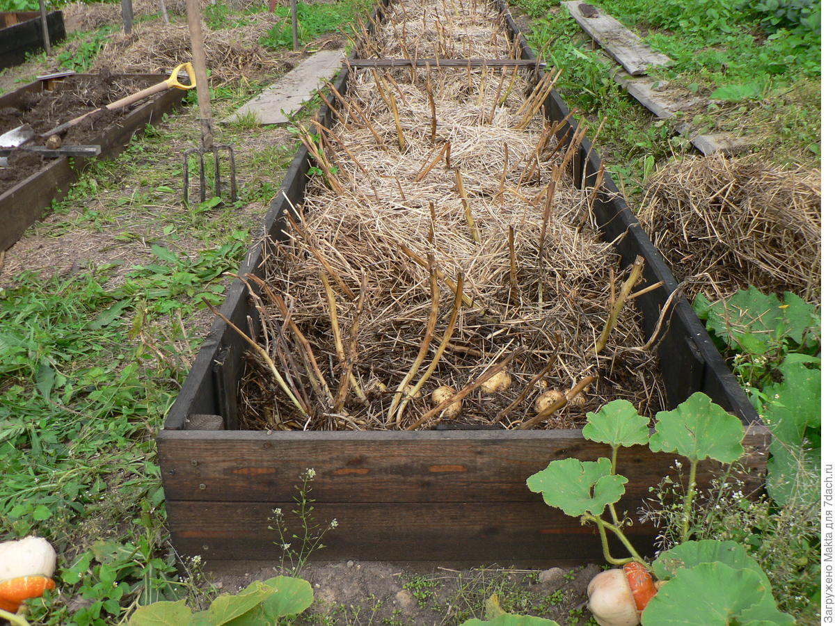 Картофель под соломой. посадка, выращивание, фото — ботаничка.ru