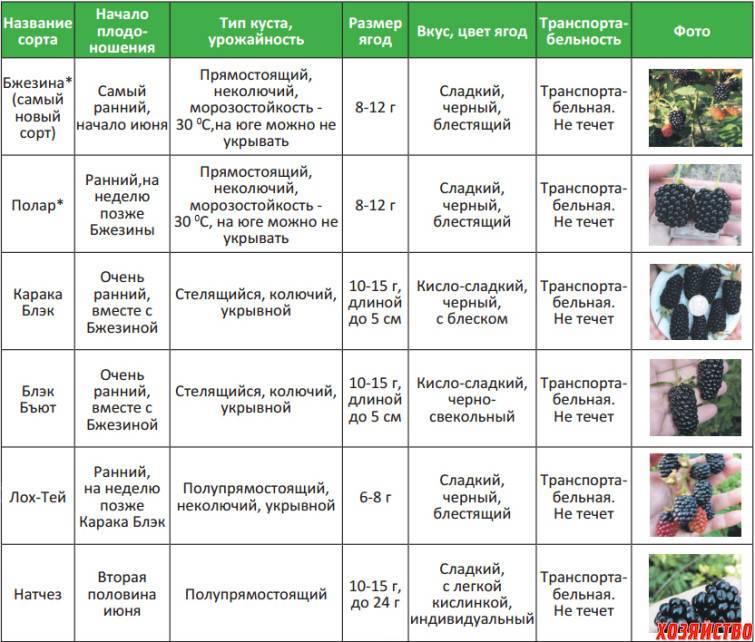 Калина: опыт выращивания разных сортов и фото на supersadovnik.ru
