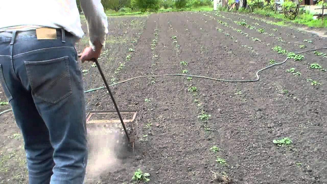 Как быстро прополоть картошку: триммером, руками, во время цветения