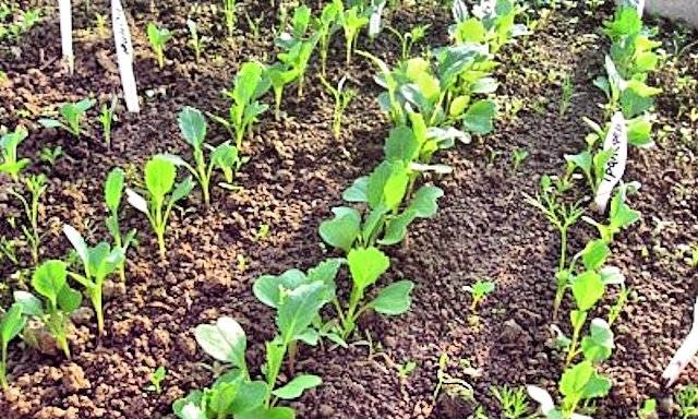 Капуста брокколи — выращивание и уход