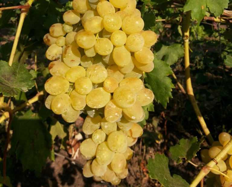 Виноград мускат - преимущества сорта, правила выращивания и его обработка (110 фото)