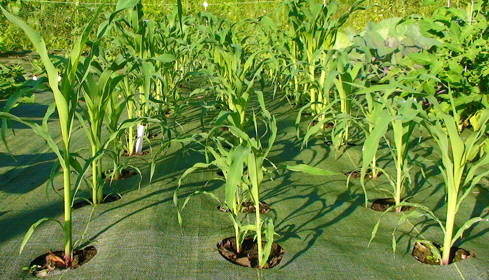 Как посадить кукурузу в огороде в открытый. Пикирование кукурузы. Кукуруза сахарная рассадой. Прорастить кукурузу. Кукуруза на грядке.