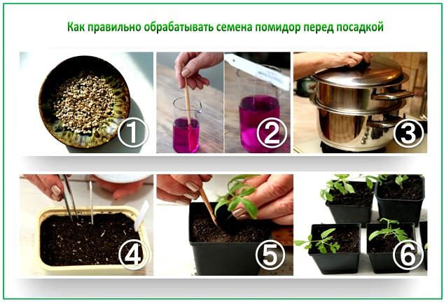 Семена помидоров: как правильно обработать перед посадкой на рассаду