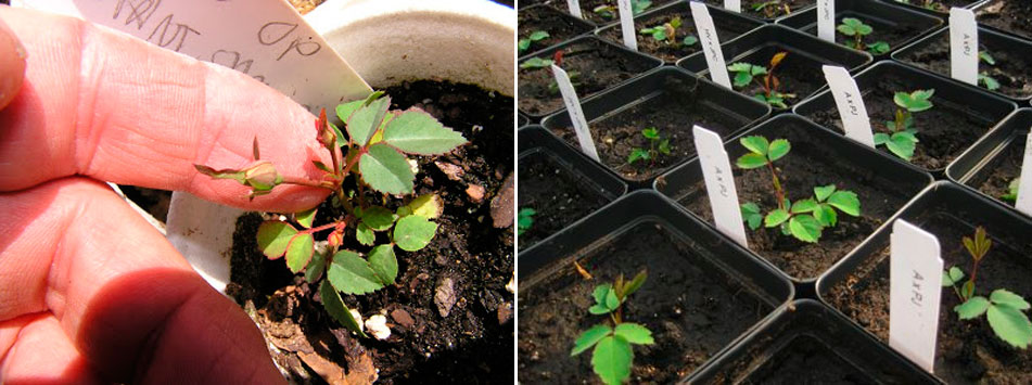 Обриета – выращивание из семян когда сажать многолетник на рассаду, в грунт