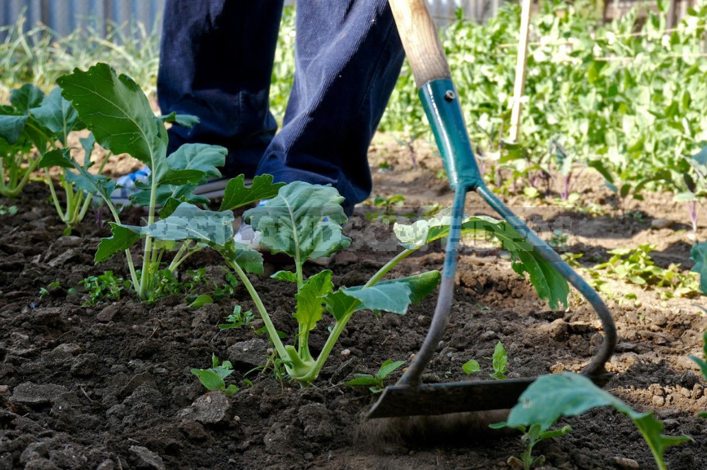 Чем подкормить рассаду капусты при выращивании и пересадке в грунт