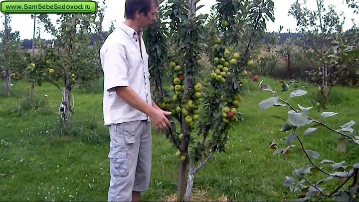 Почему не цветет колоновидная яблоня - агро журнал dachnye-fei.ru