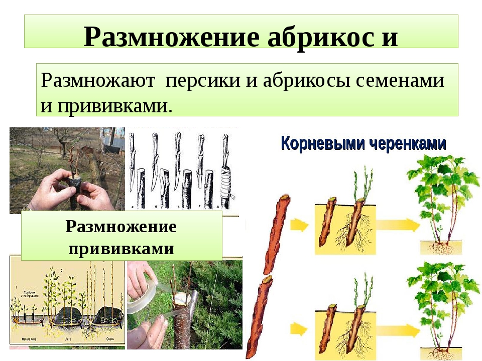Размножение фикуса черенками в домашних условиях (13 фото): как посадить фикус отростком и укоренить отросток без корней? как правильно взять черенок?