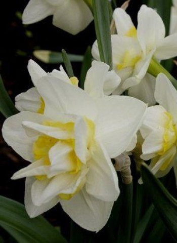 Нарциссы (99 фото): посадка цветка и уход в открытом грунте. что делать после цветения со стеблями? почему не цветет в саду? выращивание и размножение