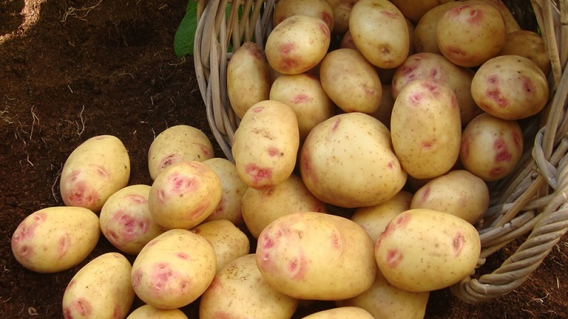Картофель пикассо: описание сорта с фото, отзывы, сроки созревания, хранение, вкусовые качества