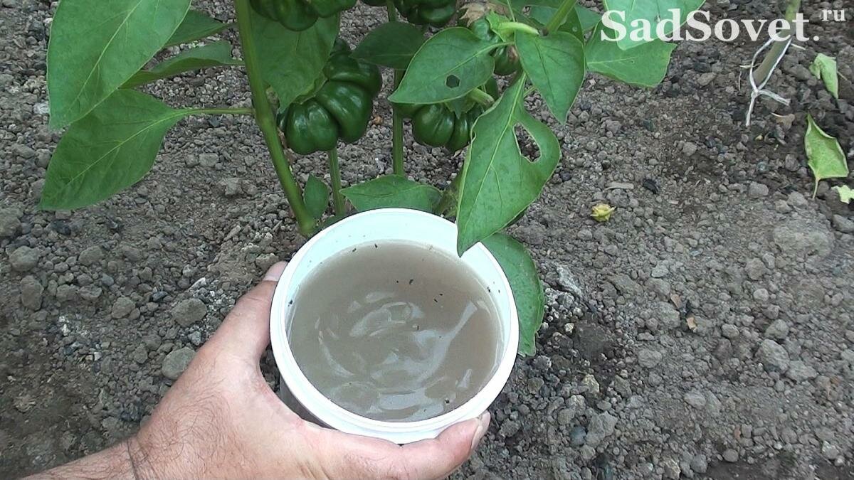 Подкормка растений древесной золой