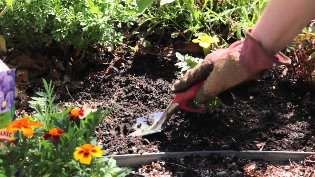 Как вырастить кизил в своем саду: правильная посадка и особенности ухода
