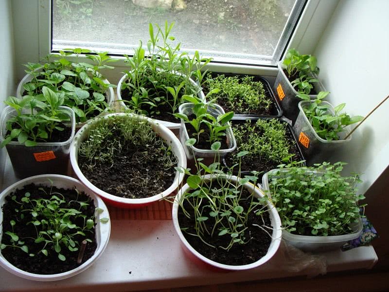 Как вырастить рукколу дома на подоконнике из семян