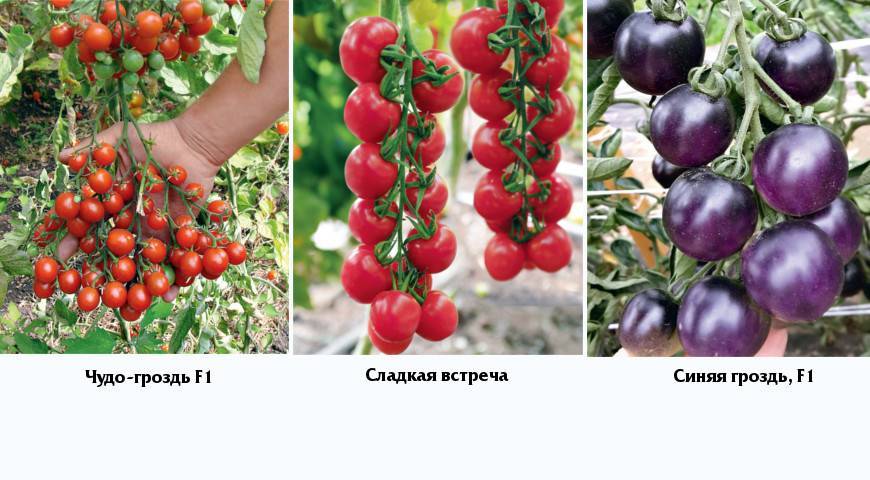 Томат чудо гроздь f1 - описание и характеристика сорта