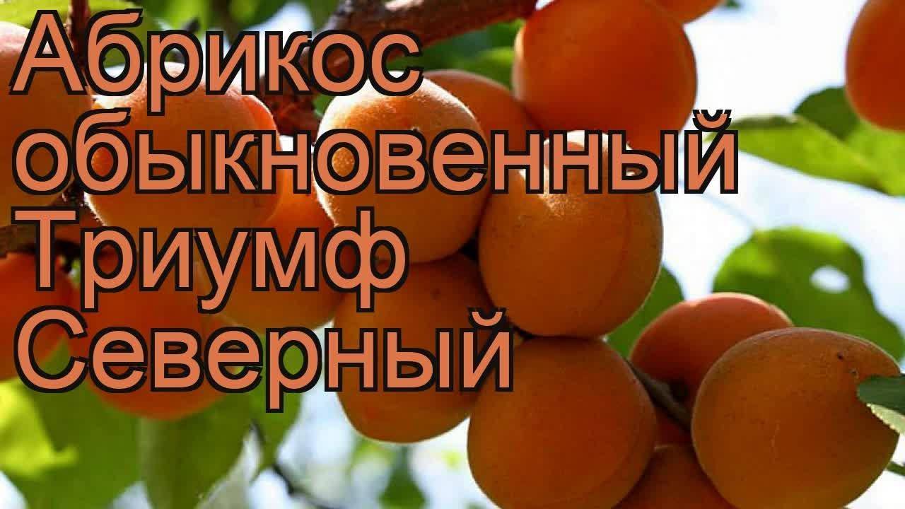Описание и характеристика абрикоса сорта триумф северный, посадка и уход