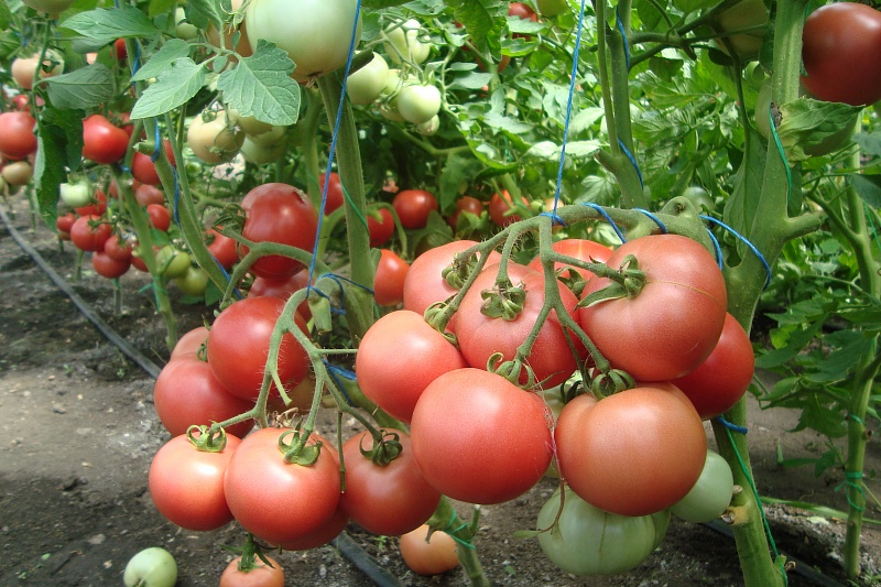 Выращивание томата малиновый звон