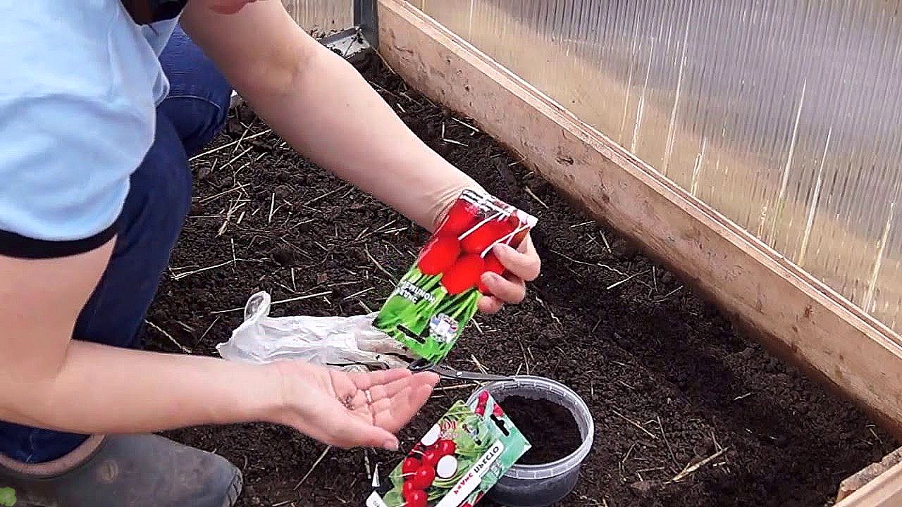 Как правильно посадить укроп в открытый грунт и теплицу, секреты агротехники