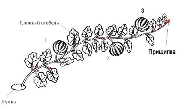 Формирование арбуза, в том числе при выращивании в теплице, а также описание основных методов
