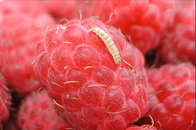 Почему сохнет малина - листья и ягоды: болезни и вредители, особенности ухода - etocvetochki.com