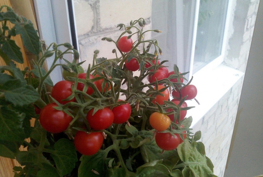 Богатый урожай помидоров круглый год! как правильно выращивать томаты дома на подоконнике?