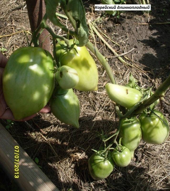 Томат корейский длинноплодный: характеристика и описание сорта, урожайность с фото