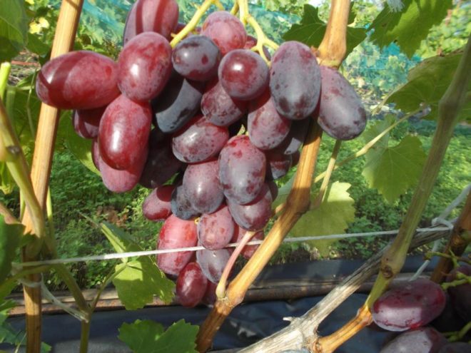 Капризный виноград с неповторимым вкусом — сорт ризамат