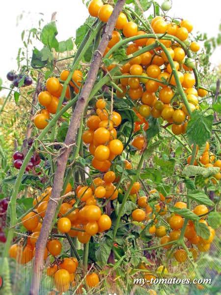 ᐉ томат "кумир": описание сорта, особенности выращивания помидоров, борьба с вредителями - orensad198.ru