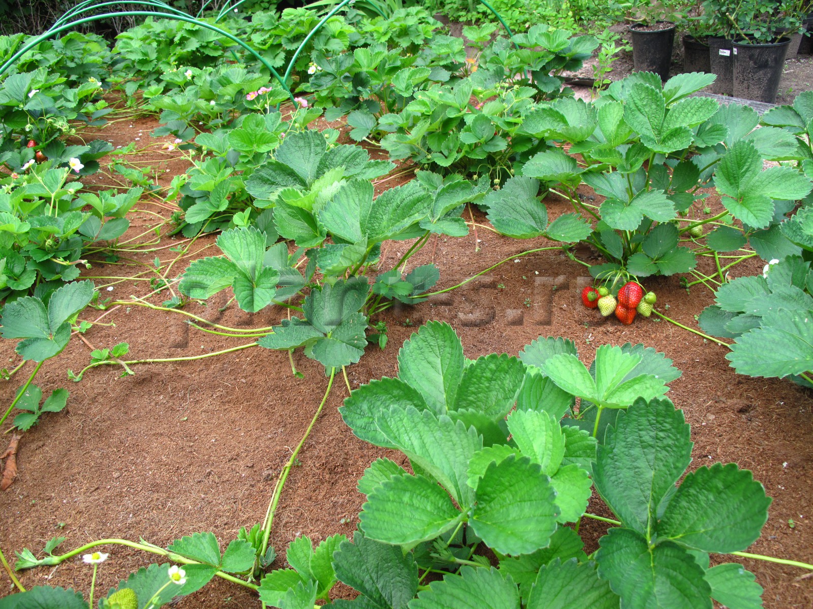 Сидераты для клубники: подходящие растения и способ их выращивания