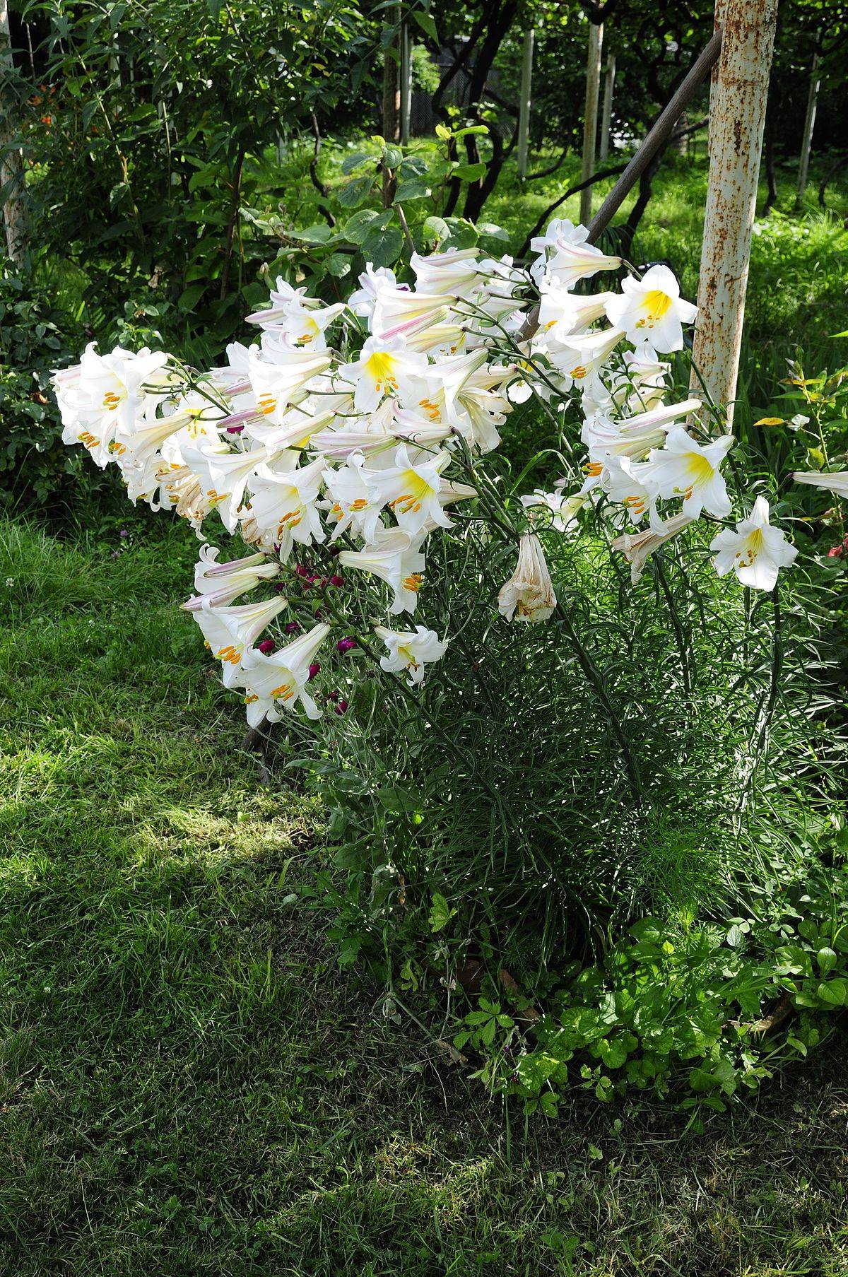 Лилия Королевская (Lilium Regale)