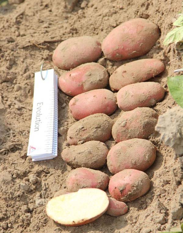 Картофель беллароза: характеристика сорта, описание, отзывы