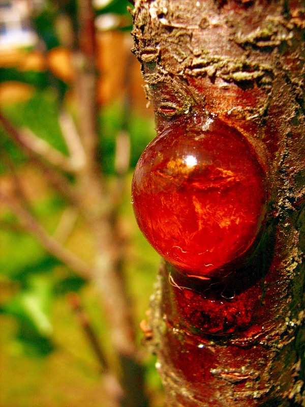 Камедетечение у вишни: лечение смолы на дереве, меры борьбы и что делать