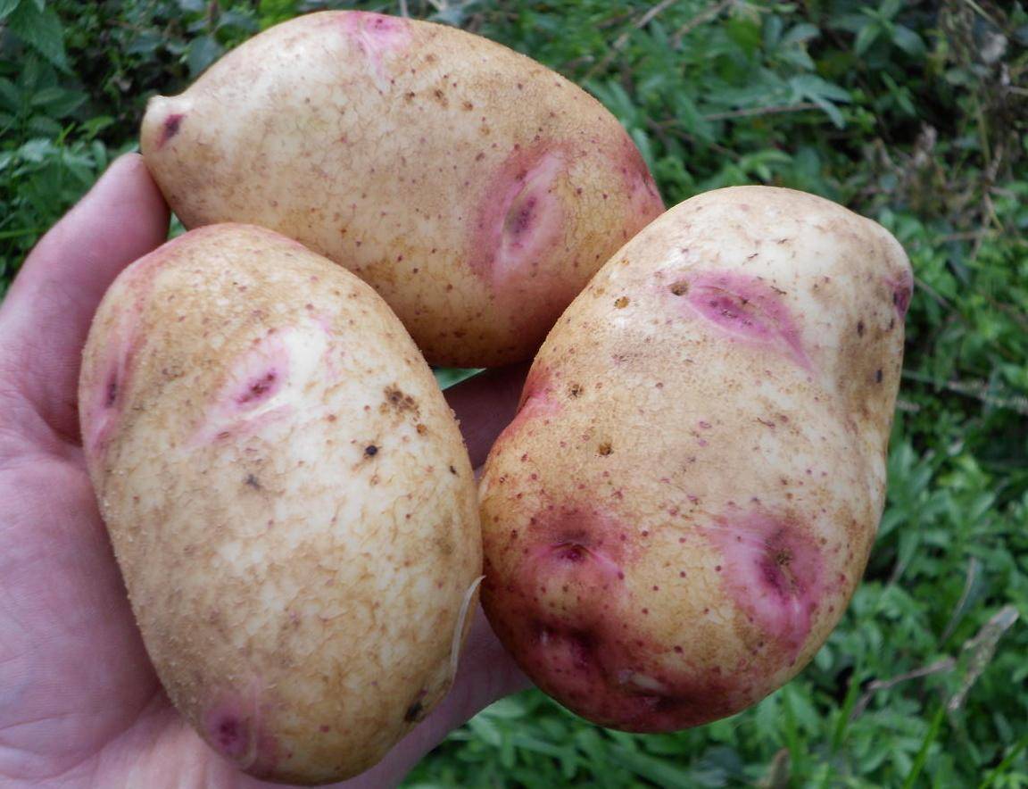 Картофель синеглазка: основные преимущества и недостатки сорта