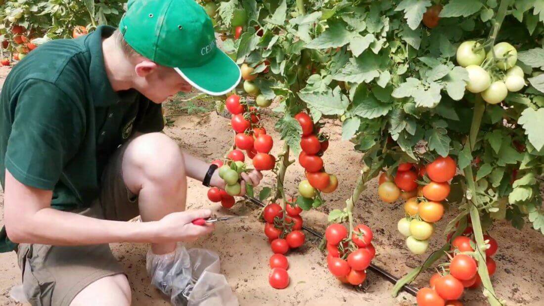 Семена томат кистевой удар f1: описание сорта, фото. купить с доставкой или почтой россии.