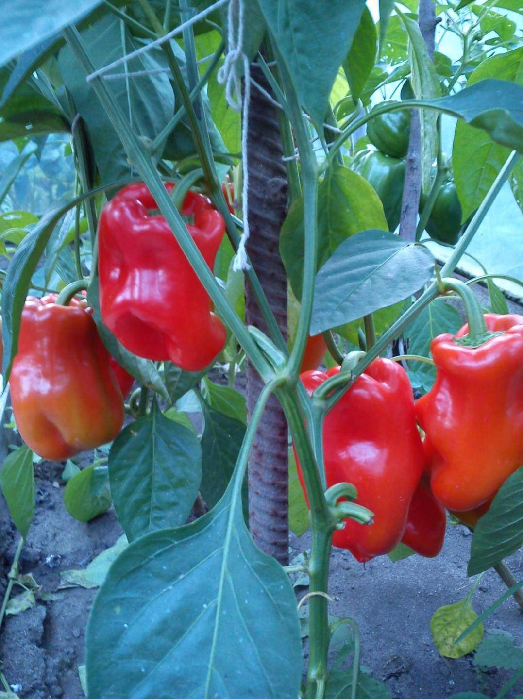 Популярный перец сорта «богатырь»: подробное описание, правила выращивания и фото