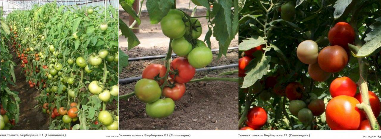 Семена томат берберана f1: описание сорта, фото. купить с доставкой или почтой россии.