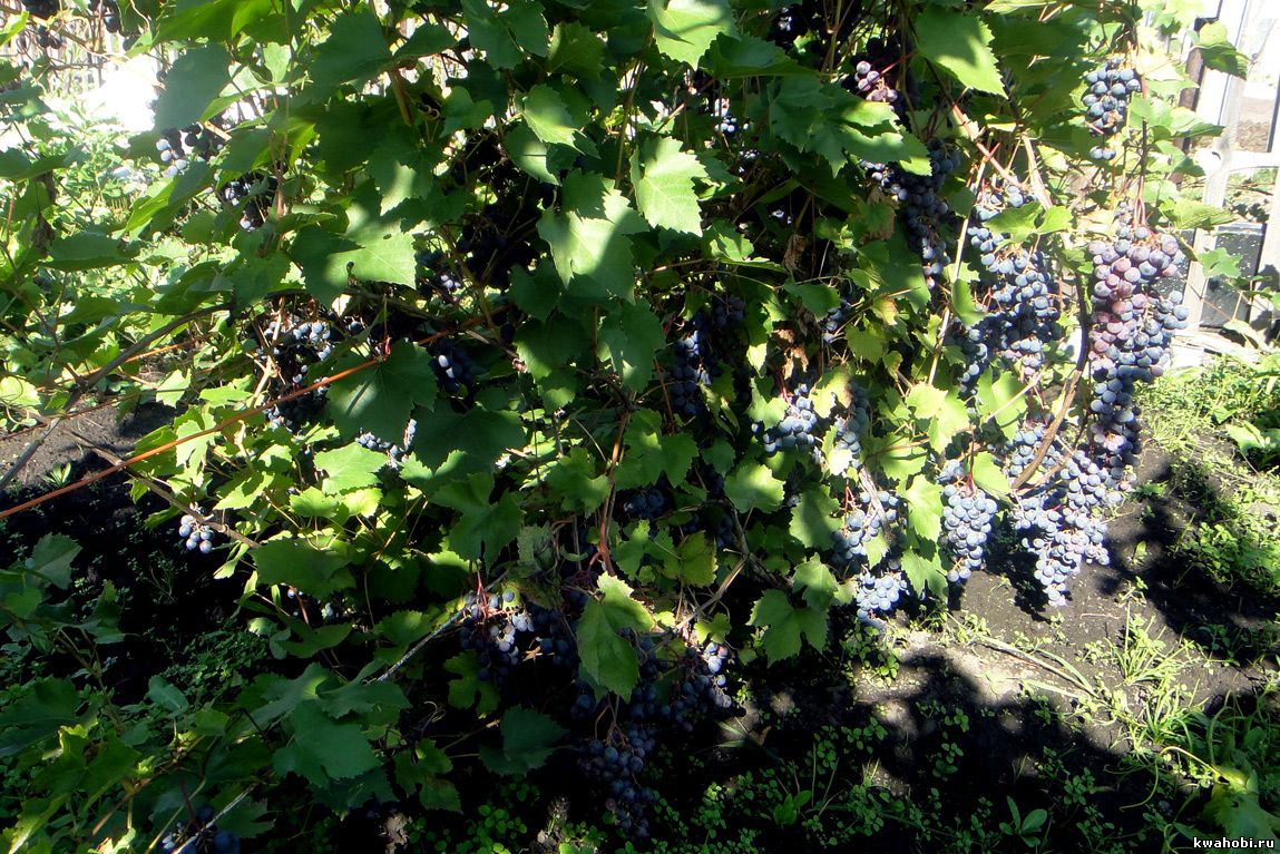 Виноград зилга: описание сорта, фото, отзывы