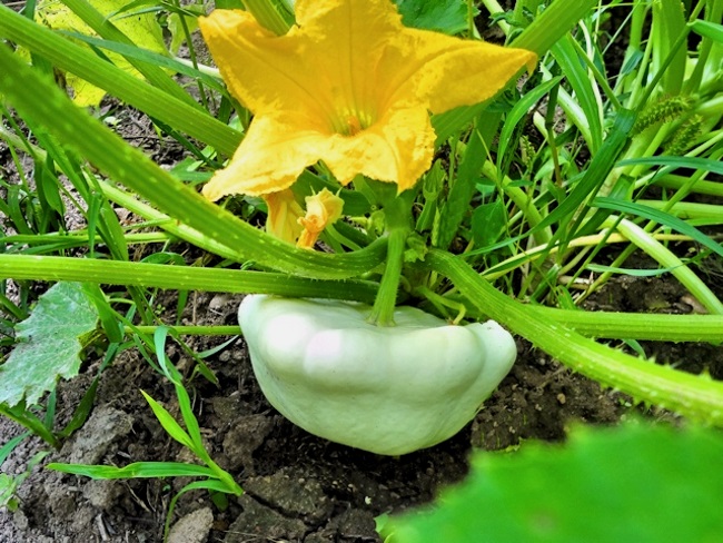 Секреты выращивания патиссонов в открытом грунте, как сажать и ухаживать за овощем