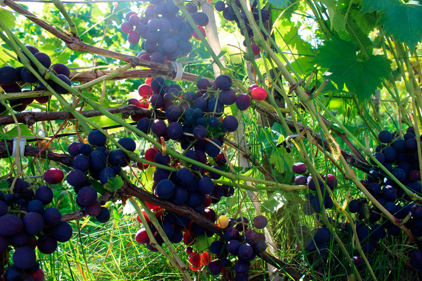 Виноград для начинающего садовода —  сорт «загадка шарова»