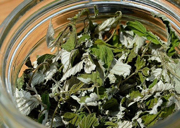 Когда нужно собирать листья смородины для чая? - журнал "совхозик"