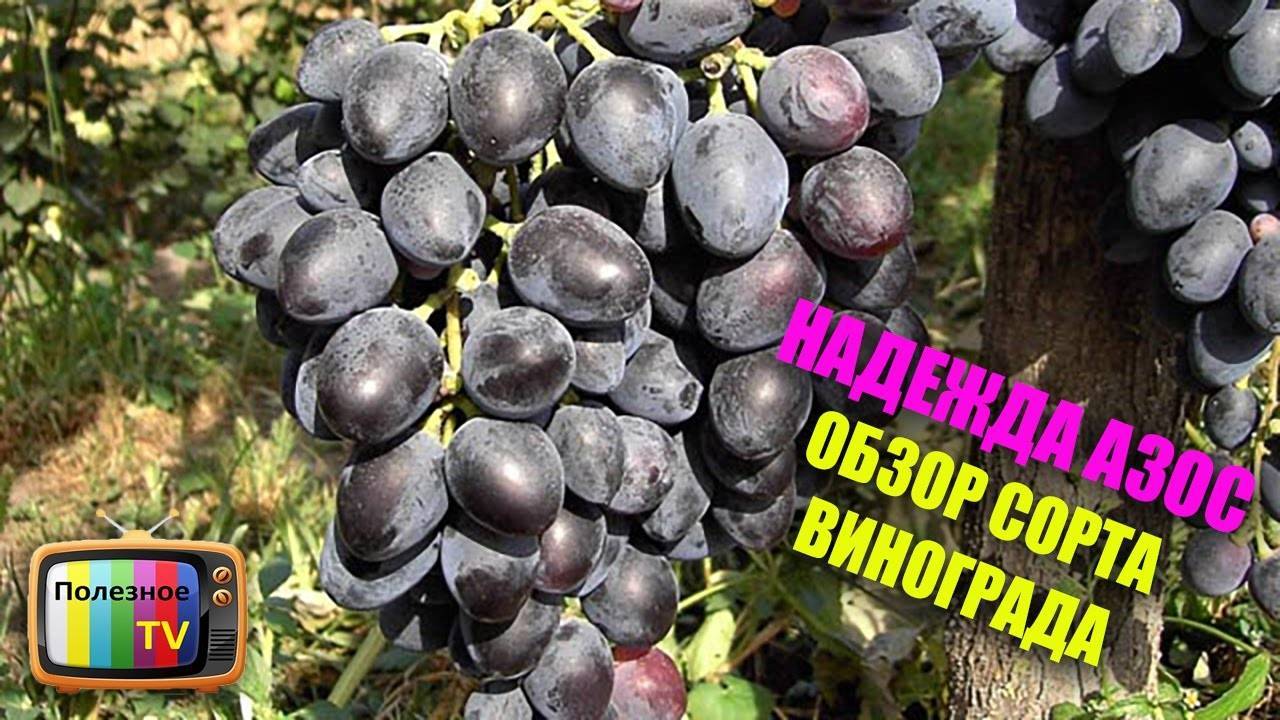 Виноград агат донской: описание сорта, советы по посадке и уходу