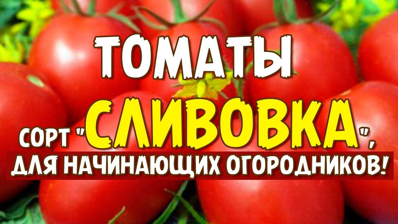 Характеристика 8 видов детерминантного сорта томатов: что это такое, и как овощеводу получить желаемый урожай?