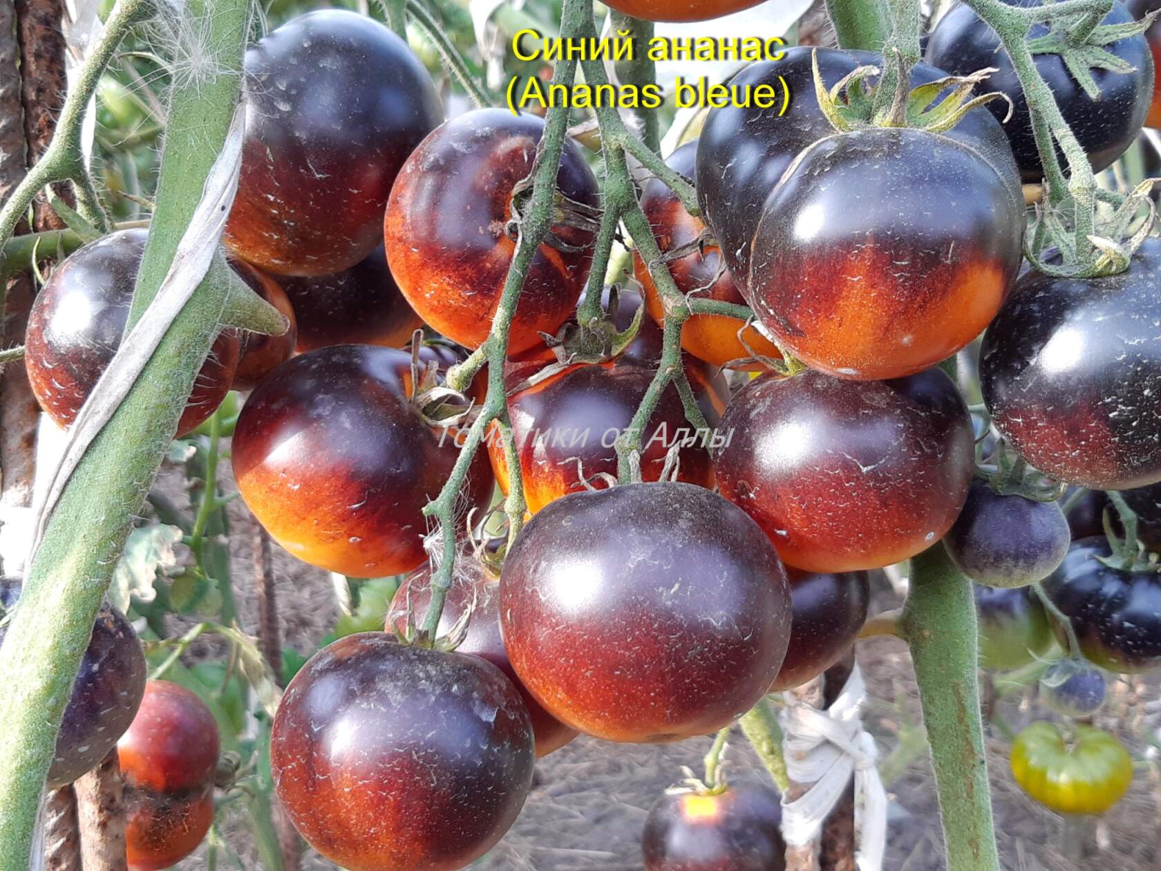 Мелкоплодный, но урожайный – сорт томата красная гроздь: фото и описание сорта