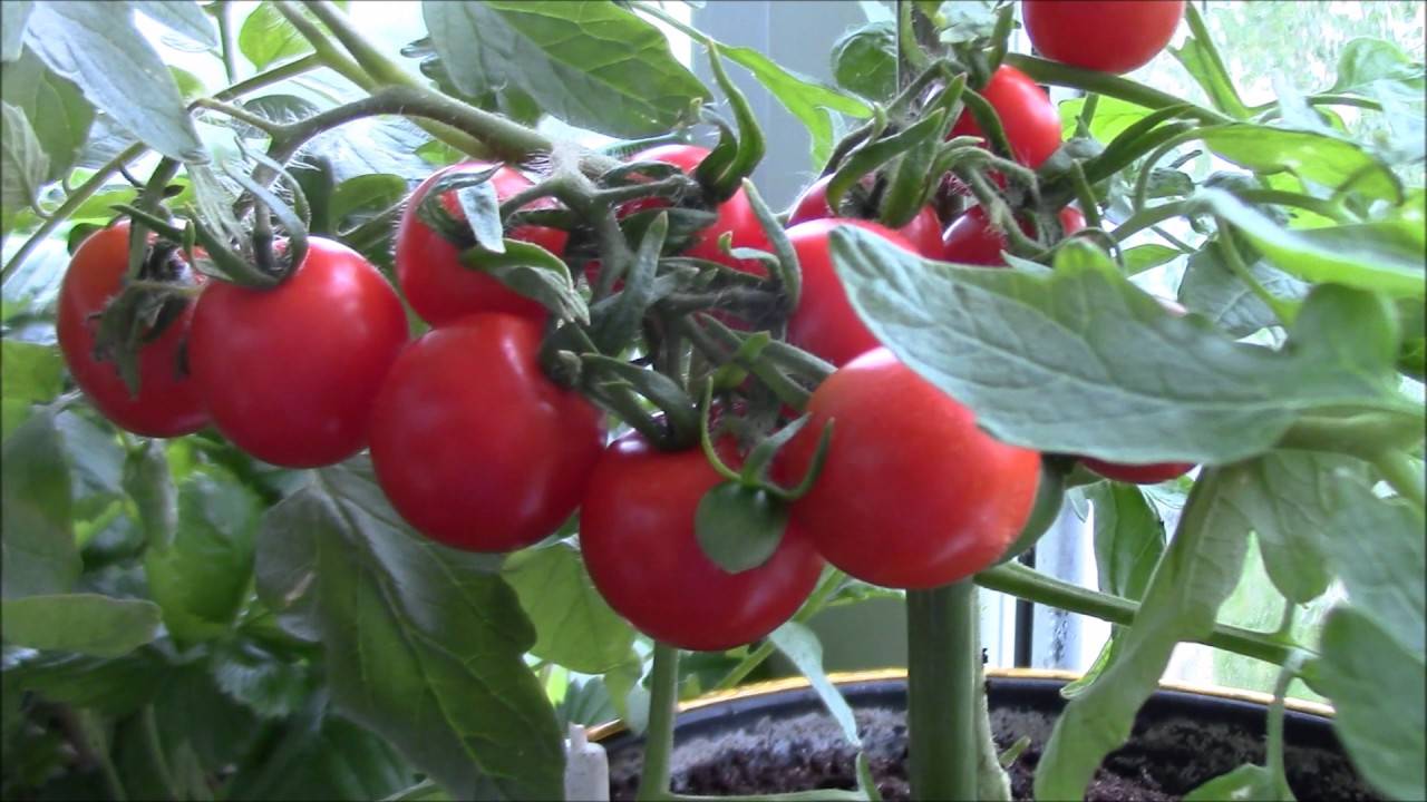 Описание сорта томата рябиновые бусы, его характеристика и урожайность – дачные дела