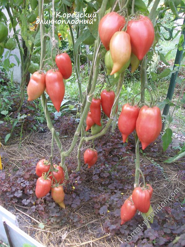 Описание сорта томата корейский длинноплодный, его характеристика и урожайность - всё про сады