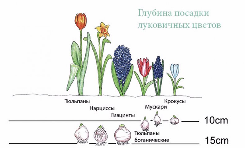 Уход за нарциссами после цветения: когда пересаживать и обрезать цветок