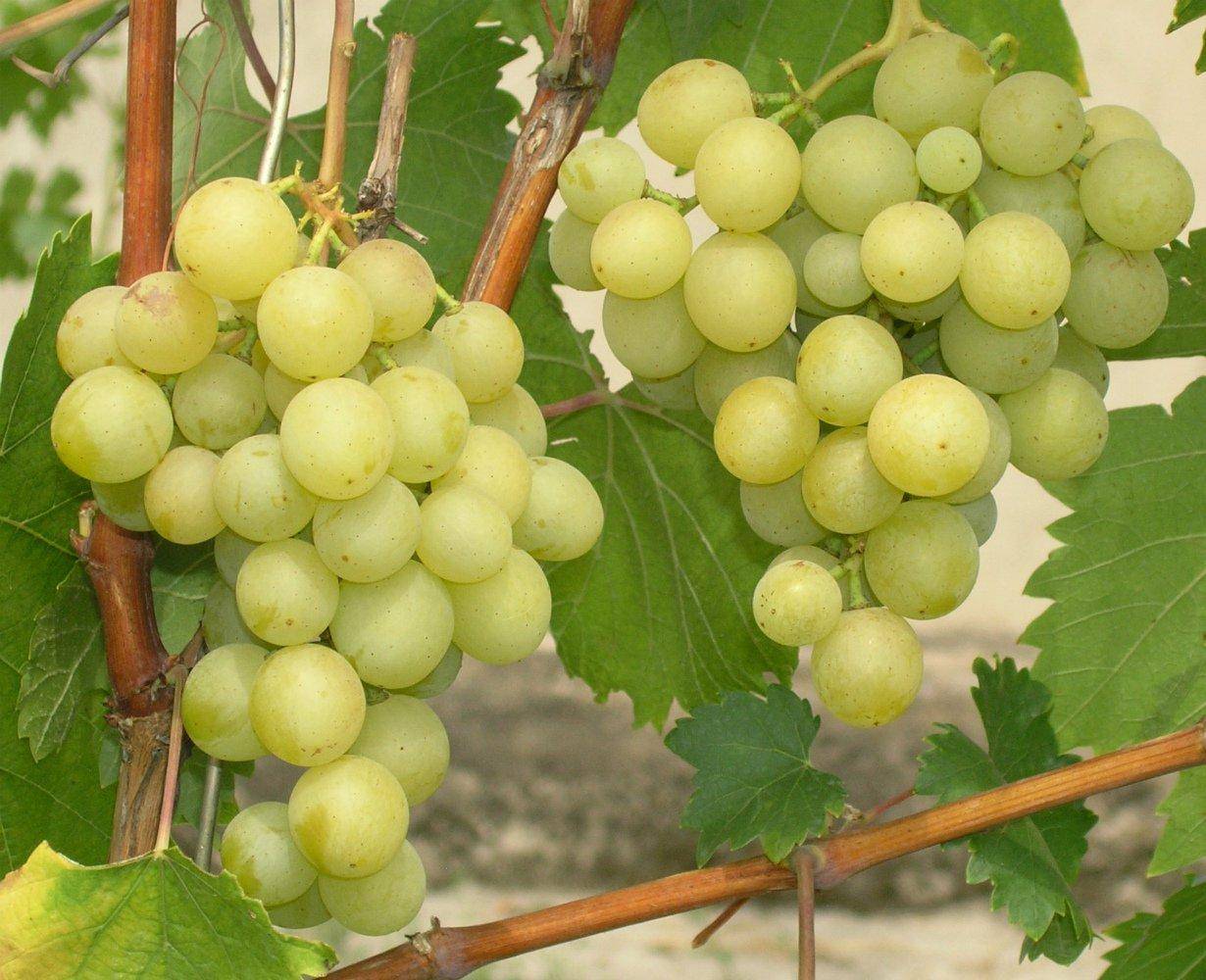 Сорт галбена ноу — один из вкуснейших виноградов - сорта винограда | описание, советы, отзывы, фото и видео